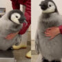 Adorable Video: Baby penguin won’t stand still on weighing scale