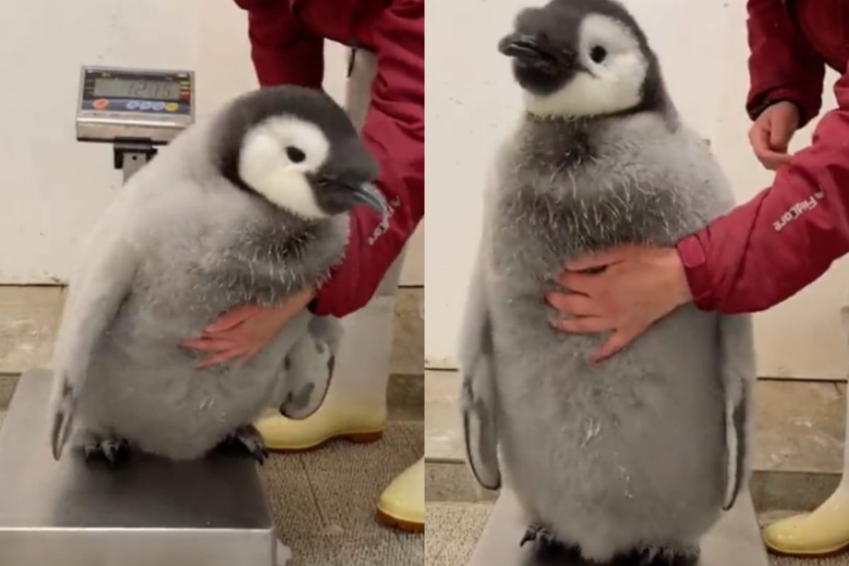 Baby penguin