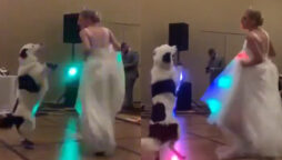 Viral: Dog dance with bride on her wedding day 