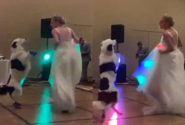 Viral: Dog dance with bride on her wedding day 