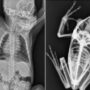 Animal X-ray from San Diego Zoo stun the Internet