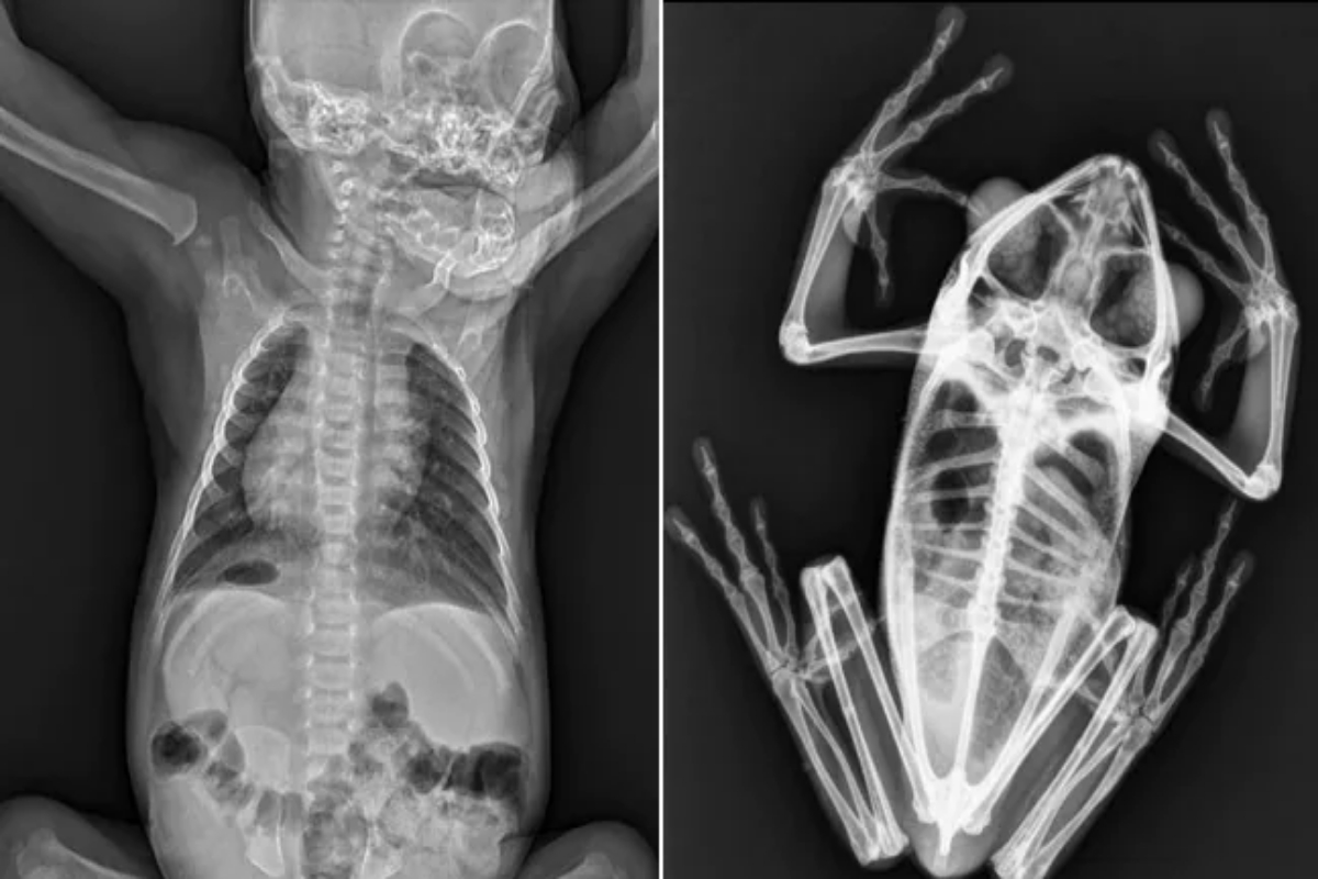 Animal X-ray