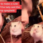 Human recreates animation scene with pet hamster