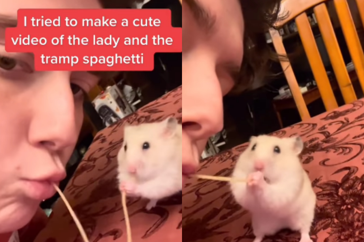 pet hamster