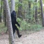 Trail camera captures “possible Bigfoot” in woods