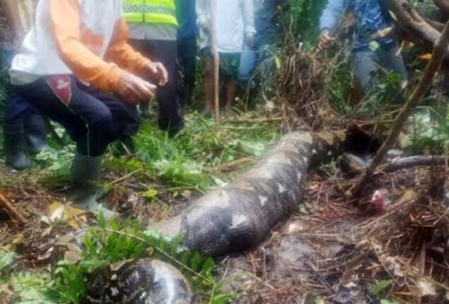Viral: Indonesian woman is devoured alive by big python