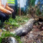 Viral: Indonesian woman is devoured alive by big python