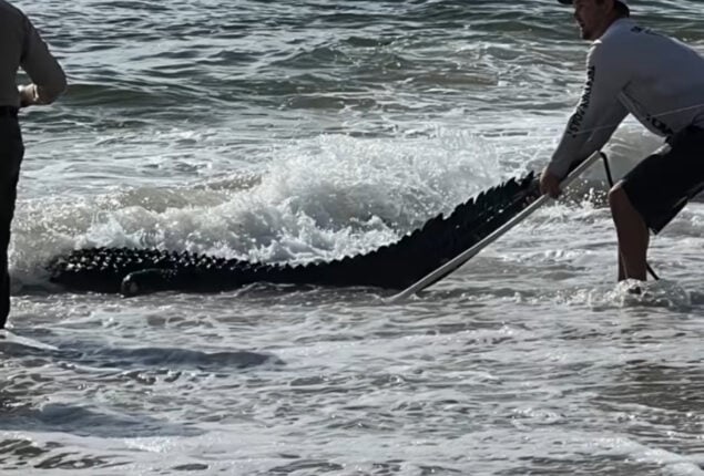 Viral: Alligator caught swimming in the ocean
