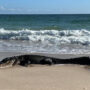 Alligator sunbathes on Florida beach amazes netizens