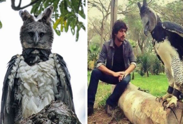 Harpy Eagle is so huge that it looks like a human in a costume