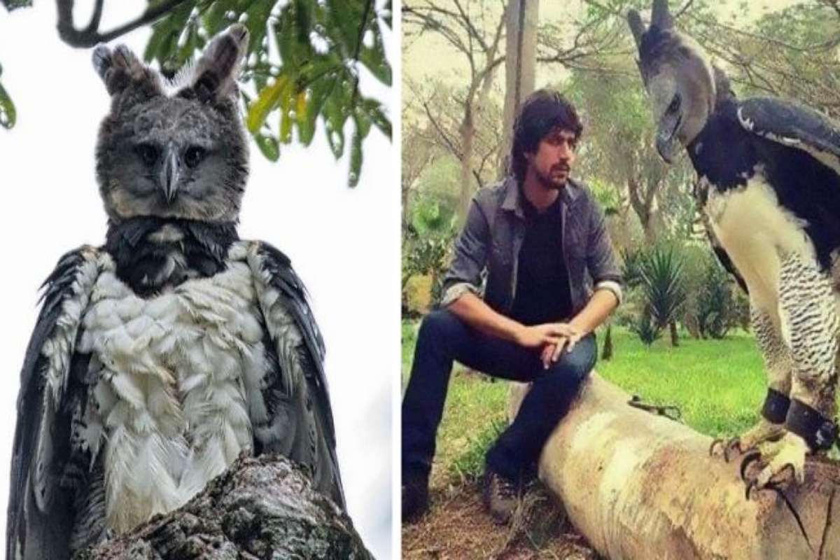 Harpy Eagle Next To Human Harpy Eagle Male Vs Female XFEFY