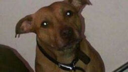 Miracle dog found on motorway 10 years after going missing