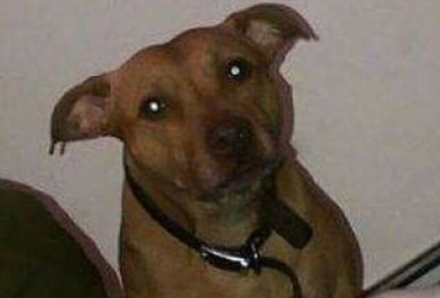 Miracle dog found on motorway 10 years after going missing