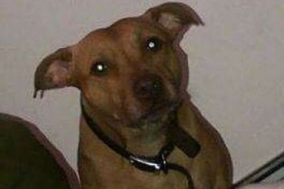 Miracle dog found on motorway 10 years after going missing