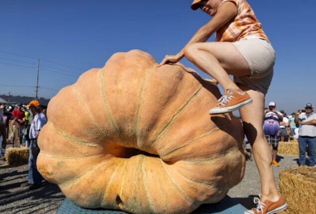 New US record: 2,554-pound pumpkin carves 