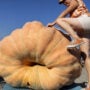 New US record: 2,554-pound pumpkin carves 