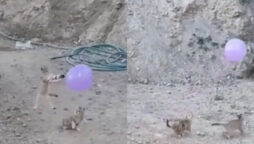 Adorable video: Kittens playing with balloon 
