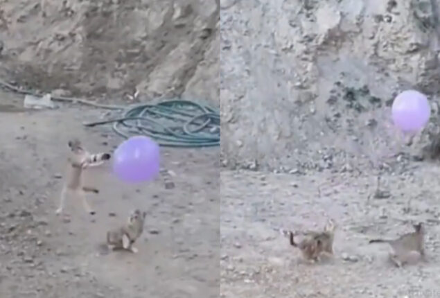 Adorable video: Kittens playing with balloon 