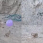 Adorable video: Kittens playing with balloon 