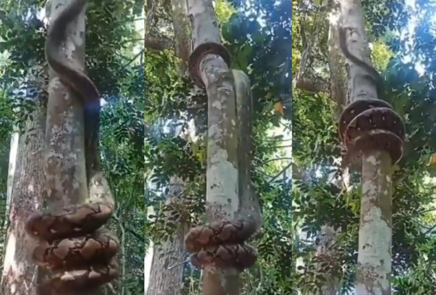 Viral: Huge python wraps around tree to climb it