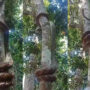 Viral: Huge python wraps around tree to climb it