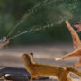 Watch King Cobra and Mongoose fight to the death on viral video!
