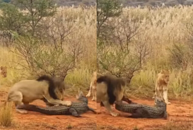 Crocodile trapped among lions, watch what happens