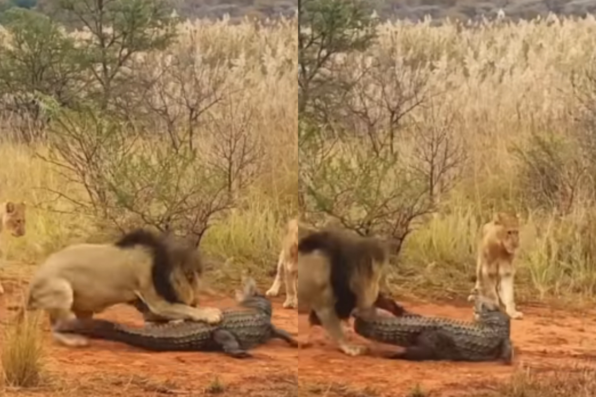 Crocodile trapped