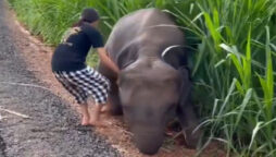 Viral Video: Girl Saves Baby Elephant From Dirty Ditch, It Says Thank You