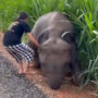 Viral Video: Girl Saves Baby Elephant From Dirty Ditch, It Says Thank You