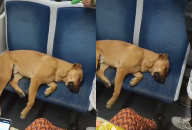 Viral Video: Wagon passengers let dog sleep on their seats