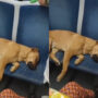 Viral Video: Wagon passengers let dog sleep on their seats
