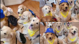 Watch viral: Group of dogs waiting for their school bus