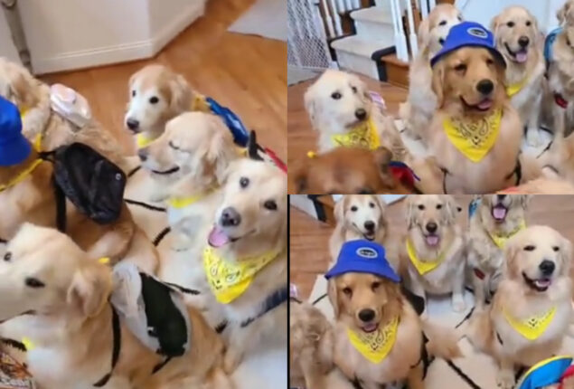 dogs waiting for bus