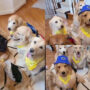 Watch viral: Group of dogs waiting for their school bus