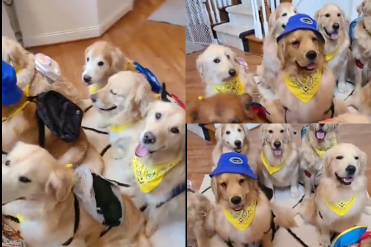 dogs waiting for bus