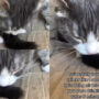 Watch viral: Video shows how much cats love its tails