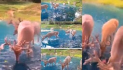 Watch viral: Deer enjoying fresh water & lush foliage in Switzerland 