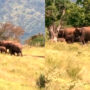 Watch viral: Elephant Family Moves to Eastern Ghats Before Northeast Monsoon