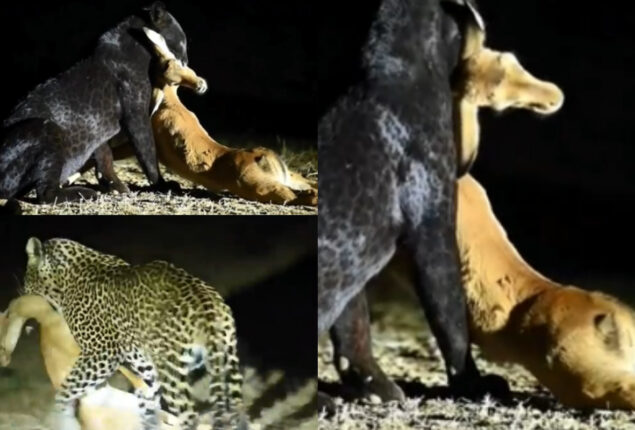 Black leopard hunt deer
