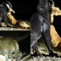 Watch viral: Black leopard uses spotlight to hunt deer