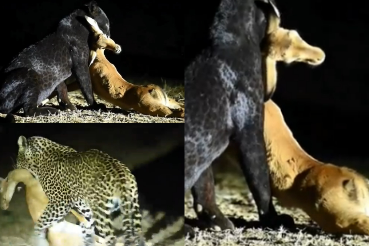 Black leopard hunt deer