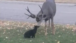 Cat Mistreats Wild Deer, Gets Pampered But Kicked Out