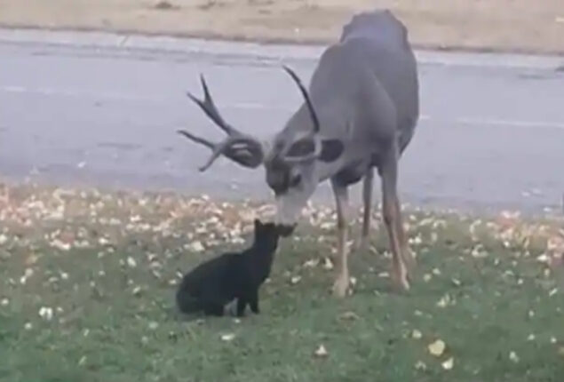 Cat Mistreats Wild Deer, Gets Pampered But Kicked Out