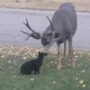 Cat Mistreats Wild Deer, Gets Pampered But Kicked Out