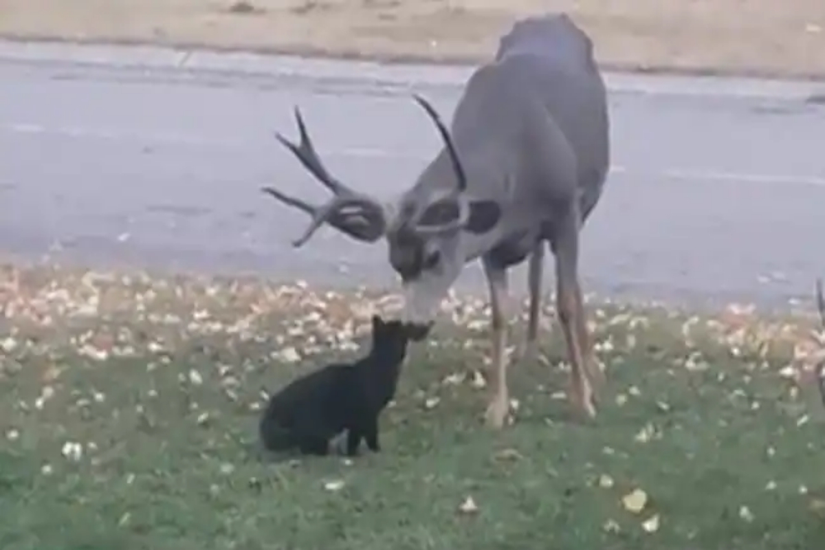Cat Mistreats Wild Deer
