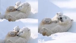 Watch viral: Baby polar bear loving ice with mom shocks people