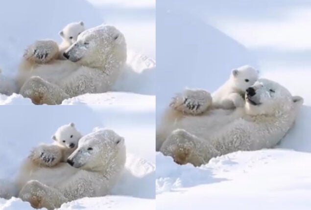 Watch viral: Baby polar bear loving ice with mom shocks people