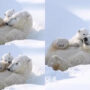 Watch viral: Baby polar bear loving ice with mom shocks people