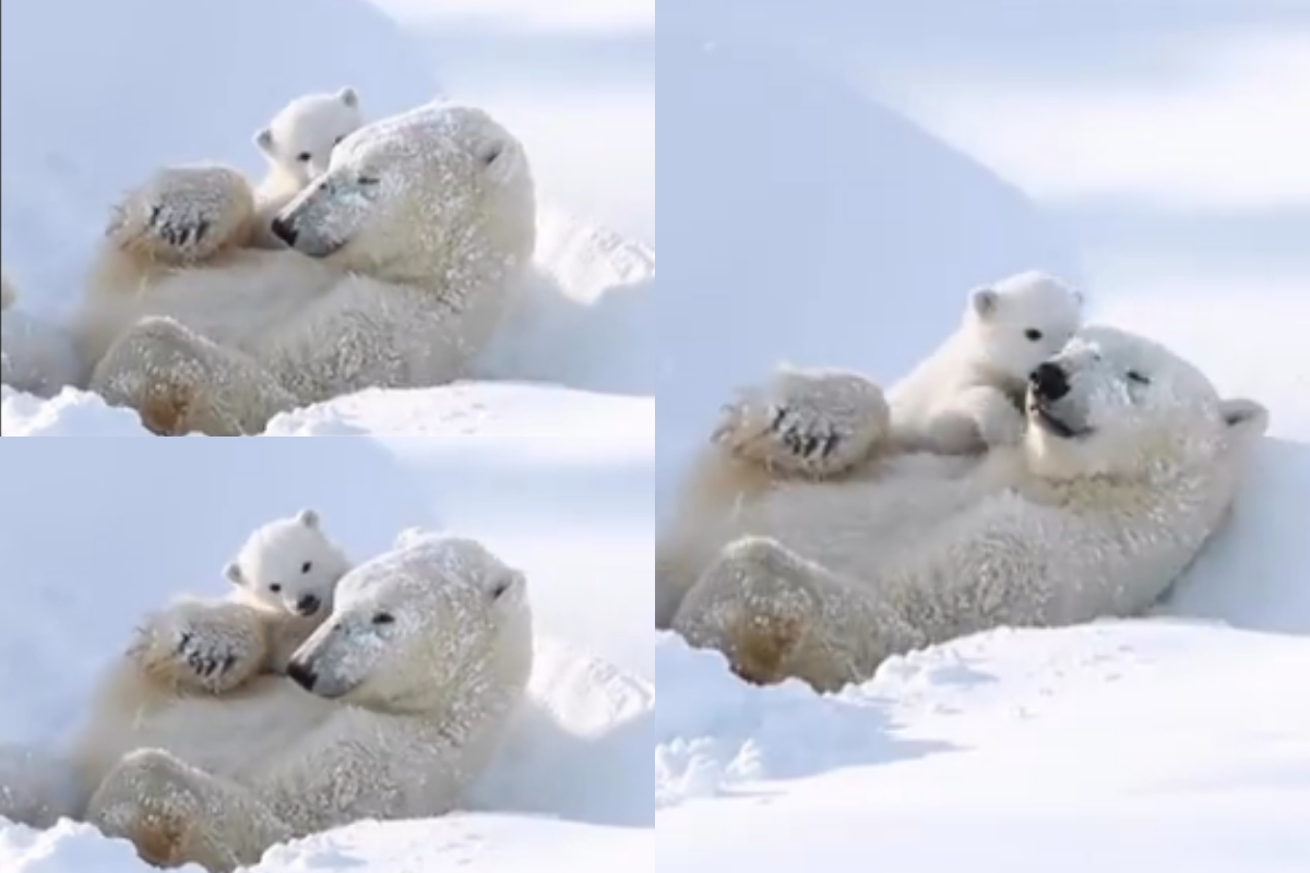 Baby bear with mom